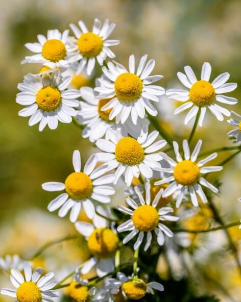 kl_chamomile_active-ingredient_field_plant_2019 -64- 472x592